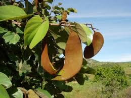 Image result for Piliostigma thonningii