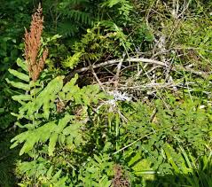 Image result for Osmunda regalis