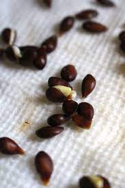 How To Grow Apple Trees From Seed Apple Tree From Seed Apple Seeds Apple Plant