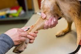 Maybe you would like to learn more about one of these? Veterinarian Near Me 55106 St Paul Veterinary Hospital Life Care Animal Hospital