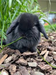 Image result for bunny