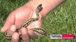 Even a bite from a harmless snake can lead to an allergic reaction or it's possible, though, for the bite to happen quickly and for the snake to disappear. Green Growing Tip Garter Snake Control Youtube