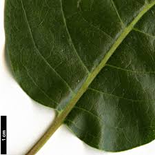 Image result for Diospyros virgata