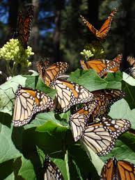 Morelia Mexico Monarch Migration Mexico Lindo Mexico En La Piel Colores Mexicanos