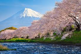 We are providing best quality sakura tree wallpaper hd wallapers to download for free. Cherry Blossoms In Front Of Mount Fuji Fuji 4k Hd Wallpaper Sakura Wallpaperbetter