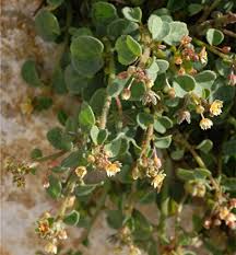 Image result for Andrachne