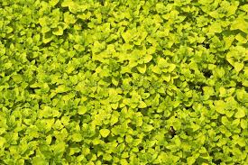 Club house ground oregano complements lamb, poultry, veal, pork, fish, pizza, tomatoes, vegetables, cheese. Oregano Stock Image Image Of Fresh Flowers Carpet Horticulture 2491147