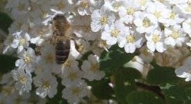 Eine Hecke Pflanzen Hecken Fur Vogel Bienen Und Hummeln Hecke Pflanzen Pflanzen Einheimische Pflanzen