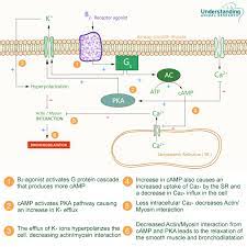 1 this effect produces the inhibition of the parasympathetic nervous system in the airways and hence, inhibit their function. Salbutamol For Asthma Ari Info Ari Info