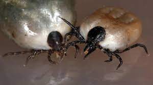 We did not find results for: Parasiten Diese Schmarotzer Nisten Sich Heimlich Im Menschen Ein