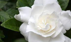 Gardenia Jasminoides Belmont Cape Jasmine Belmont Belmont Cape Jasmine Cape Jessamine Belmont Gardenia Plant Fragrant Flowers Drought Resistant Plants