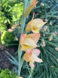 Image result for Gladiolus dalenii