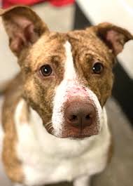 Summit county dog warden 250 opportunity parkway akron, oh Playful Fonda Available For Adoption Akron Com