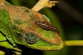 Saudi arabia, yemen veiled chameleons are among the most popular chameleon species kept as pets. Parasites Madcham De