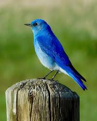 Blue Birds Native To Colorado Pin On Birds