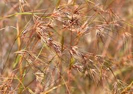 Image result for Themeda triandra