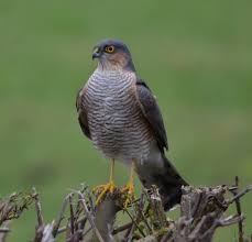Small British Birds Of Prey Images Sparrowhawk Awareness That Opportunities That Seem Small On The Surface Have The Potential For Great Growth And Expansion Over Time British Birds Identification Bird Identification Bird Sightings