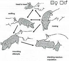 This can be used to help synchronize farrowing dates in small herds so that animals are farrowing around the same time, and can be weaned of piglets (and therefore bred for their next litter) at the same time. Understanding Sow Sexual Behavior And The Application Of The Boar Pheromone To Stimulate Sow Reproduction Intechopen