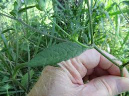 Image result for Elephantopus