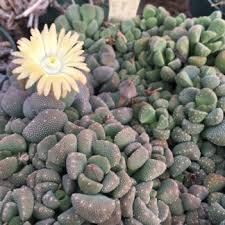 Image result for Nananthus vittatus