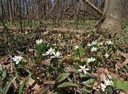 Here in wisconsin the weather has been cool, windy and not much rain. Bloodroot Sanguinaria Canadensis Wisconsin Horticulture