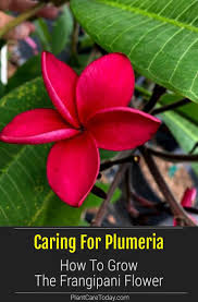 Plumeria Tree How To Care For The Frangipani Flower In 2020 Plumeria Tree Plumeria Flowers Plumeria