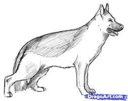 Step 8 | Dog Drawing, Real Dog, Drawings
