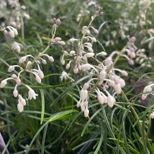 Image result for Ophiopogon