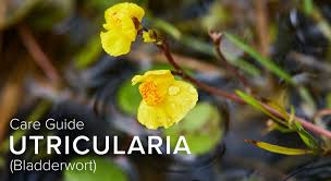 Image result for Utricularia