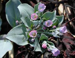 The now closed el … Mertensia Maritima Seaside Bluebells Go Botany