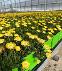 Image result for Delosperma tradescantioides