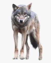 Gray wolf drawing anime, wolf furry, purple, violet, furry fandom png. White Wolf Png Images Transparent White Wolf Image Download Pngitem