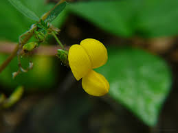 Image result for Smithia