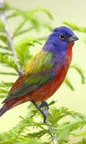 Download free animals & birds wallpapers for your computer desktops in normal,widescreen,hdtv resolutions. Beautiful Birds 480x800 Download Hd Wallpaper Wallpapertip