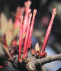 Image result for Tapinanthus