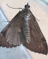 Image result for Aplocera efformata