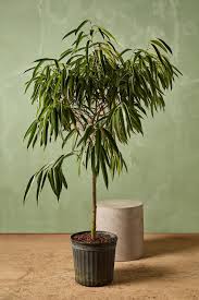 Image result for Ficus