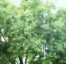 Image result for Searsia acuminatissima