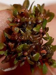 Image result for Elatinaceae