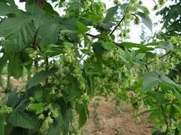 Hay otras formas de tomar lúpulo para mejorar tu salud y tu belleza. El Cultivo Del Lupulo Lupulina