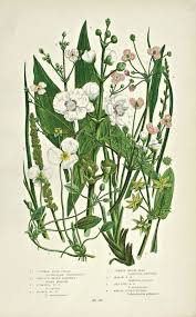 I love the bright colors and the sort of stripey looking petals on these! Collecting Antique Botanical Prints Romantic Homes