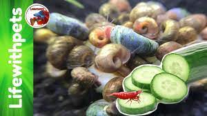 Feeding vegetables to aquarium fish aquatic world info. How To Feed Cucumber To Fish Snails And Shrimp Youtube