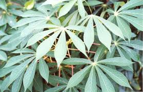 Image result for Manihot