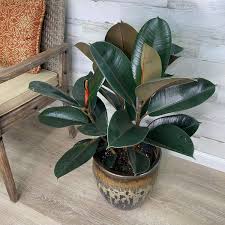 Image result for Ficus bubu