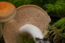 Image result for Dentinum repandum