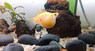 Watch him look around for your approval. 3 Signs When Molly Fish Is About To Give Birth And What To Do Aquaria Passion