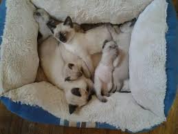 Why buy a siamese kitten for sale if you can adopt and save a life? Registered Sealpoint Siamese Kittens For Sale In Cincinnati Ohio Classified Americanlisted Com
