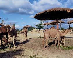 A'famosa resort malacca malaysia, an integrated holidays and business destination boasts a golf course, resort hotel, villas, condotel, water theme park, safari wonderland, old west, freeport a'famosa outlet, sport & recreation park.with the entire establishment. Sale A Famosa Safari Wonderland Ticket In Melaka Sale 6 Ticket Kd