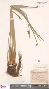 Image result for Lipocarpha kernii