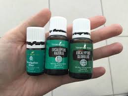 Uses for eucalyptus essential oil. Eucalyptus Blue Radiata Globulus What S The Difference Youtube
